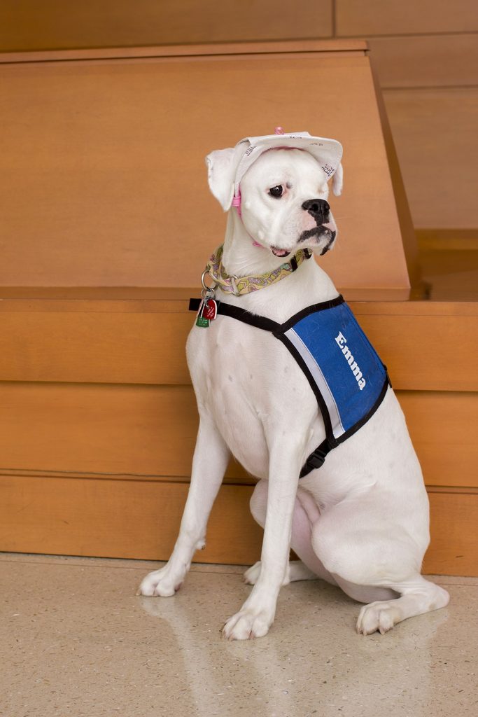 WHAT THIS DEAF BOXER DOG DID DURING HER TESTIMONY AT THE COURT CHANGED(02)